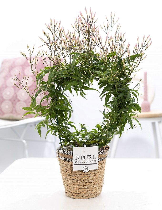 Jasminum Poly. ( 200+ knop) in P&PURE Basket 6, D 12