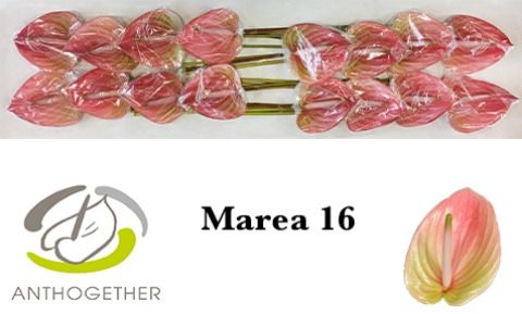 Антуриум Мареа x16, шт. Антуриум Мареа x16, шт.