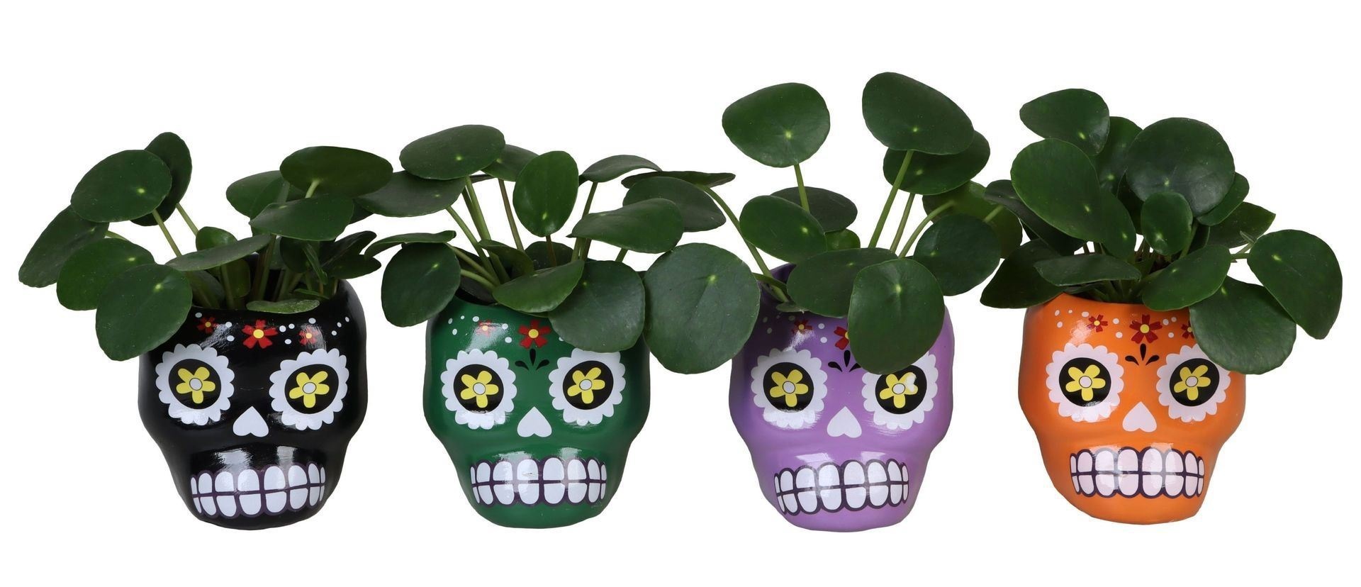 L 66480 With Pilea Peperomides 6 cm, D 6