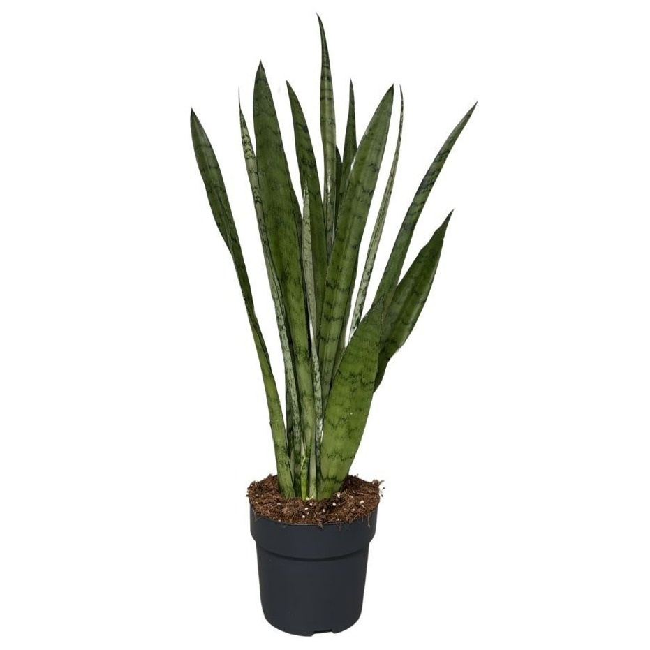 Sansevieria Silver Princess, D 17