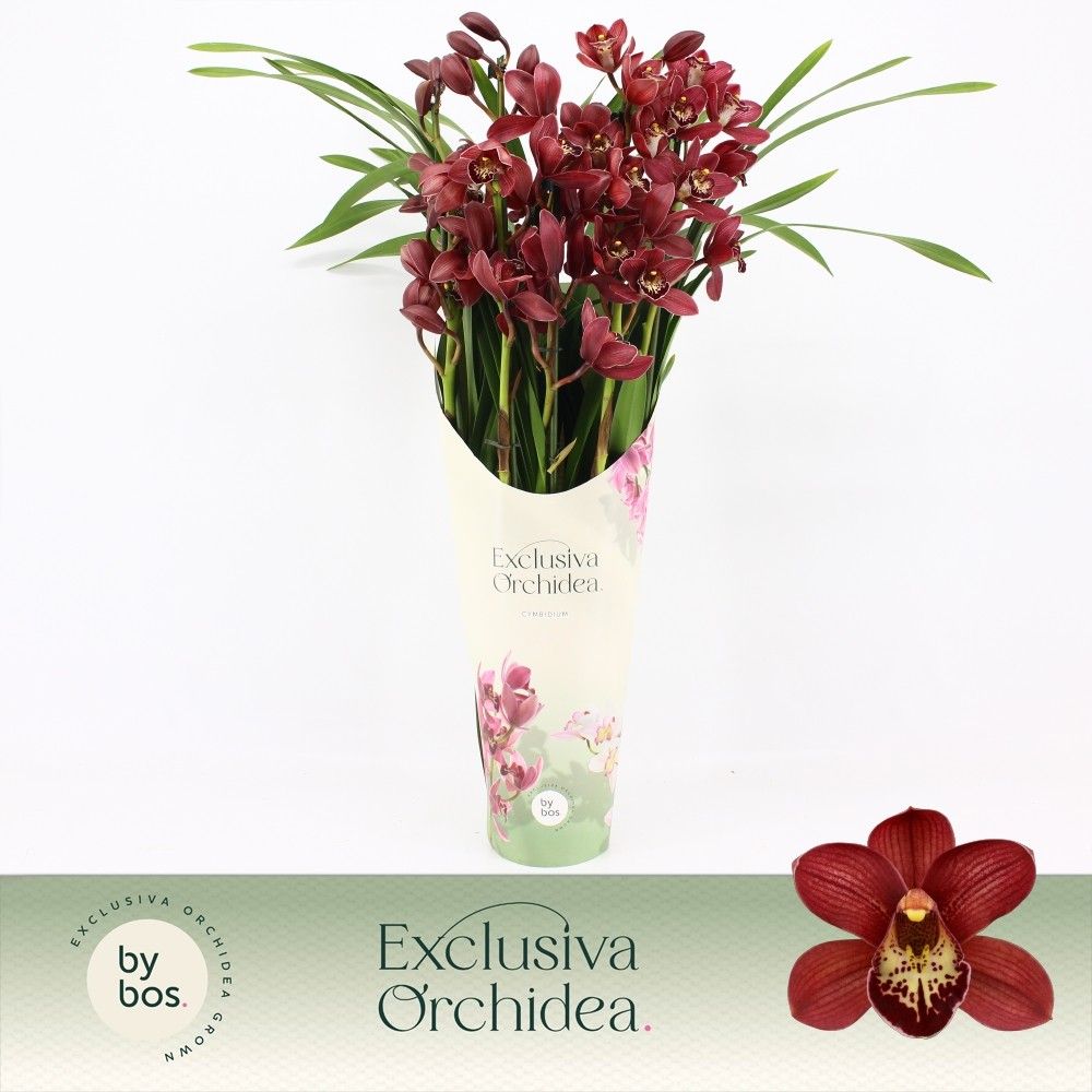 Cymbidium, Red Beauty Roy 5-spike P14 'Exclusiva Orchidea' Potcover, D 14