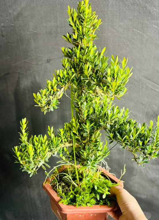 Буксус синика 25КМ шапед боксвуд 方盆， 20 40