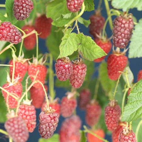 Rubus 'Tayberry' +light label, D 15 cm