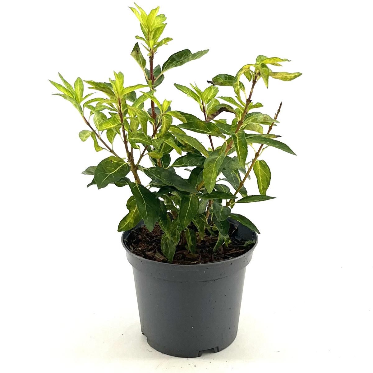 Forsythia int. 'Fiesta', D 19 cm