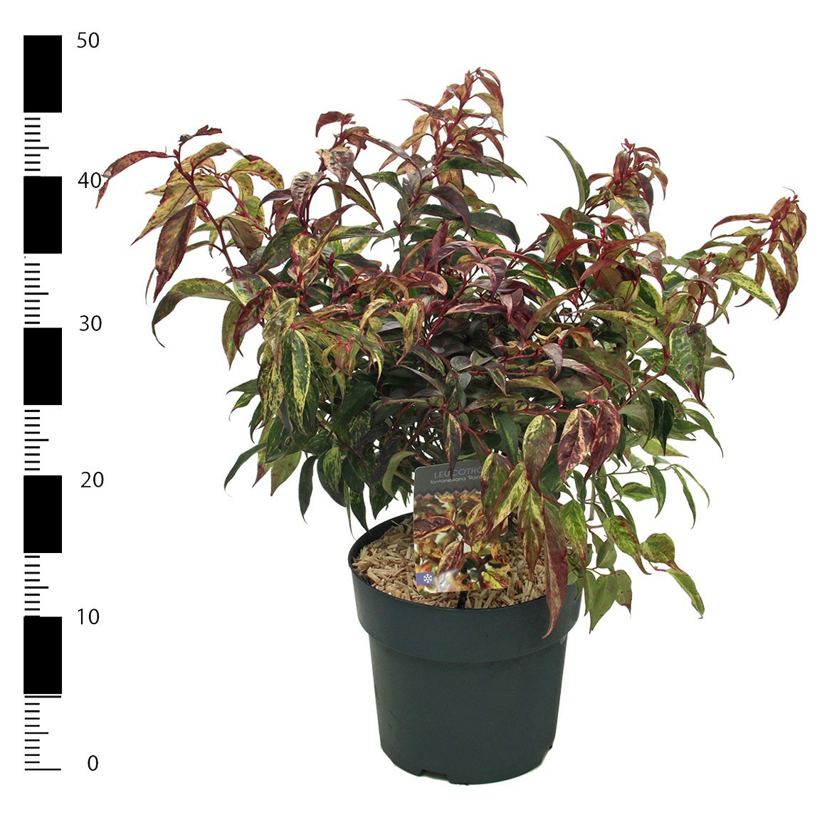 Leucothoe walteri 'Rainbow', D 23