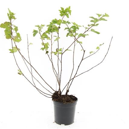 Physocarpus capitatus 'Tilden Park', D 14 cm