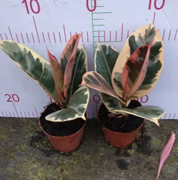 Фикус эластика тинеке 10 25 10 20