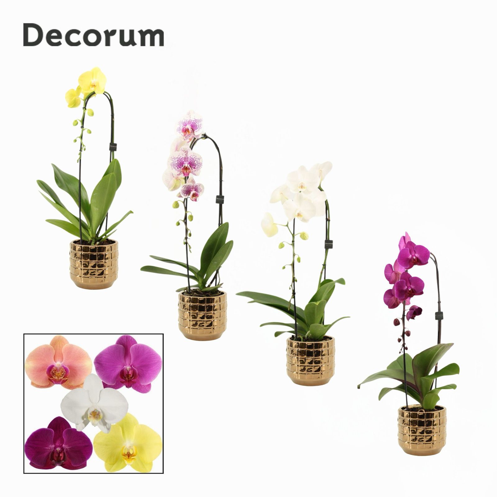 Phalaenopsis cascade 1 tak mix in Janneke (Top blend-Collection, D 12 cm