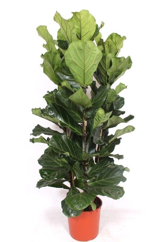 Ficus lyrata 3 per pot, D 34