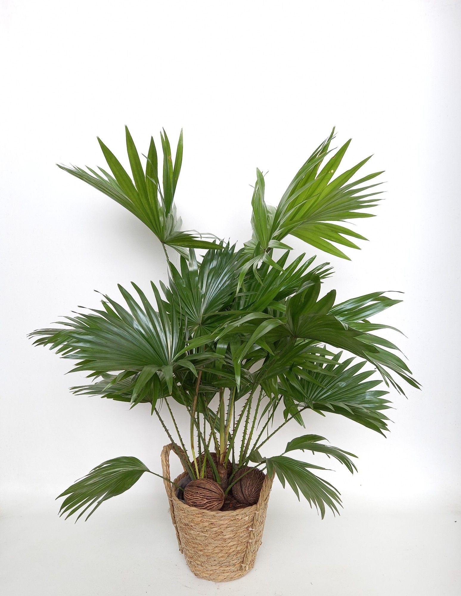 Livistona rotundifolia in mand Krakau, D 19