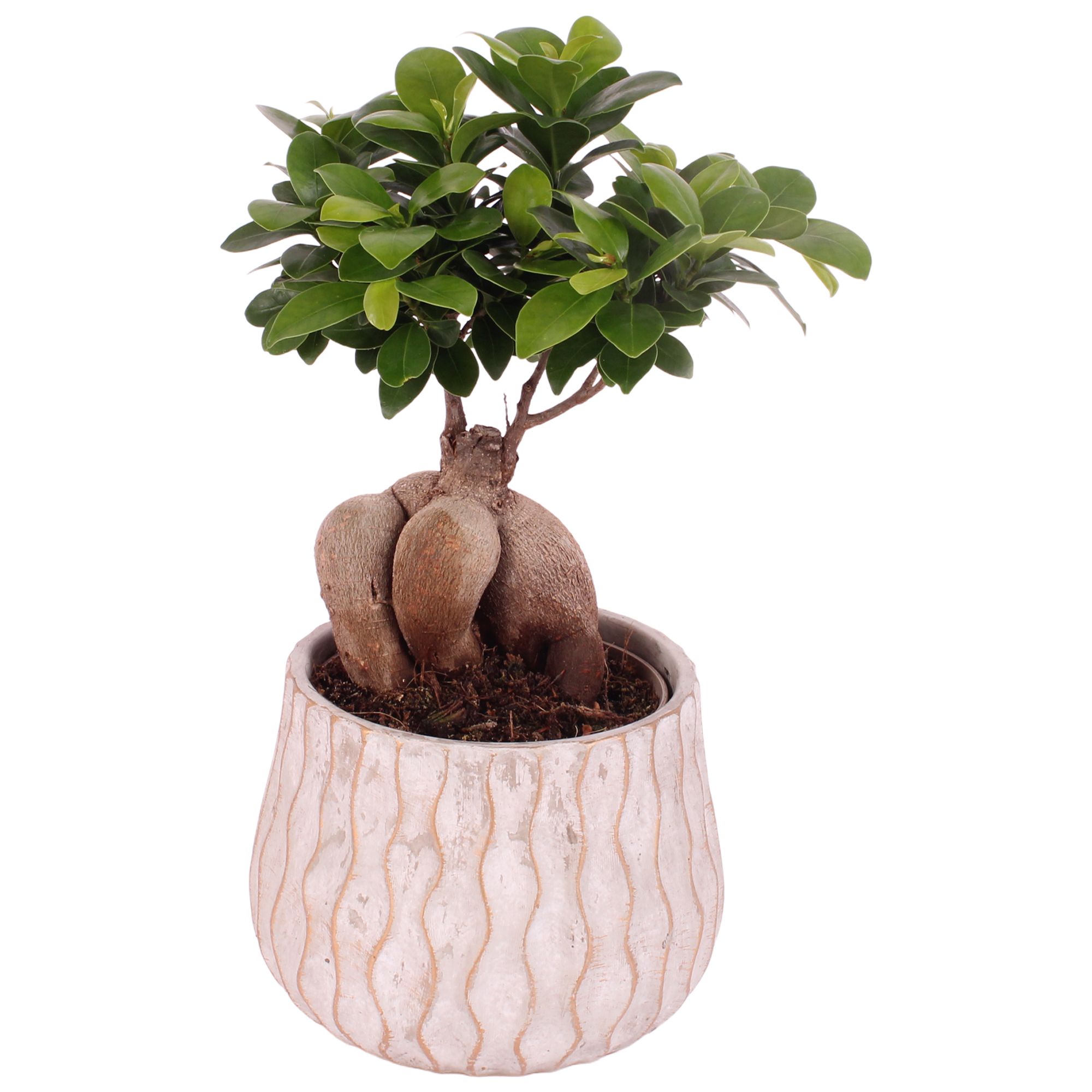 Ficus m. Ginseng Ball Shape Ø12cm in Ø16cm Ceramic PL569, D 16