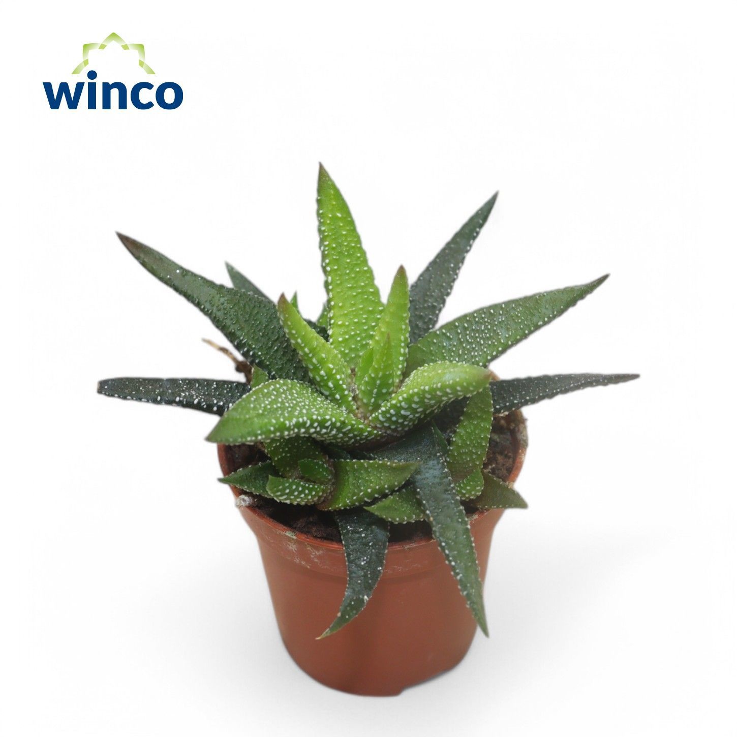 Haworthia Eon, D 5,5 cm