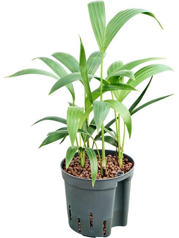 Kentia (Howea) forsteriana, D 13