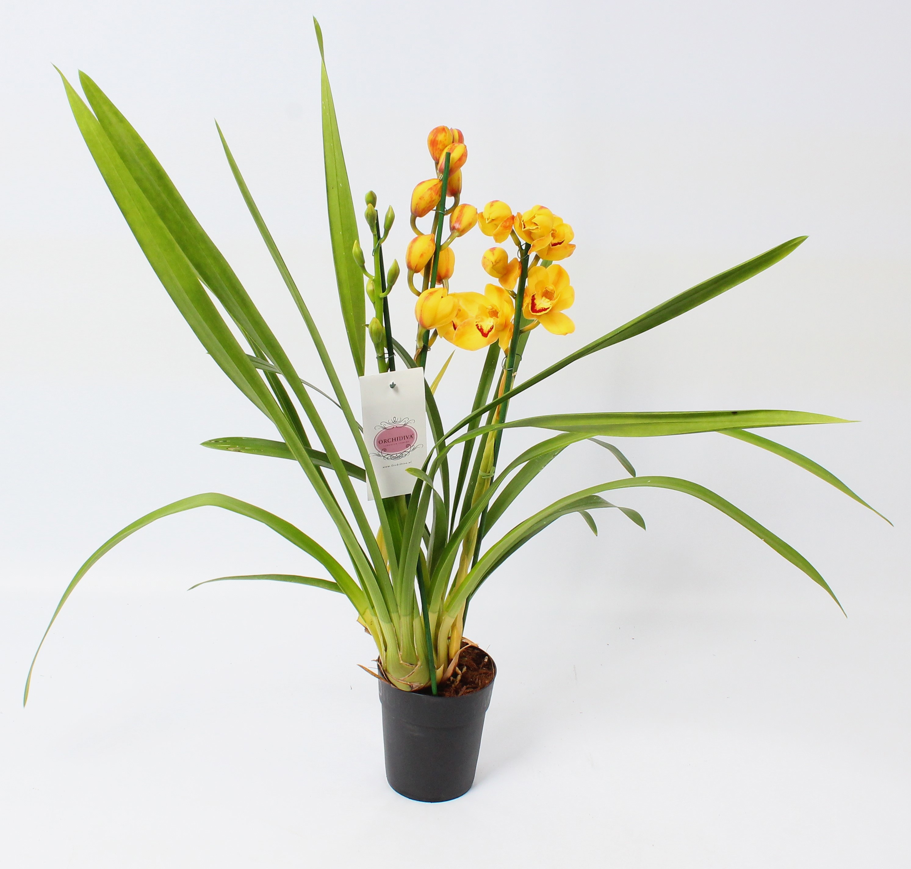 Cymbidium geel 3 tak, D 14