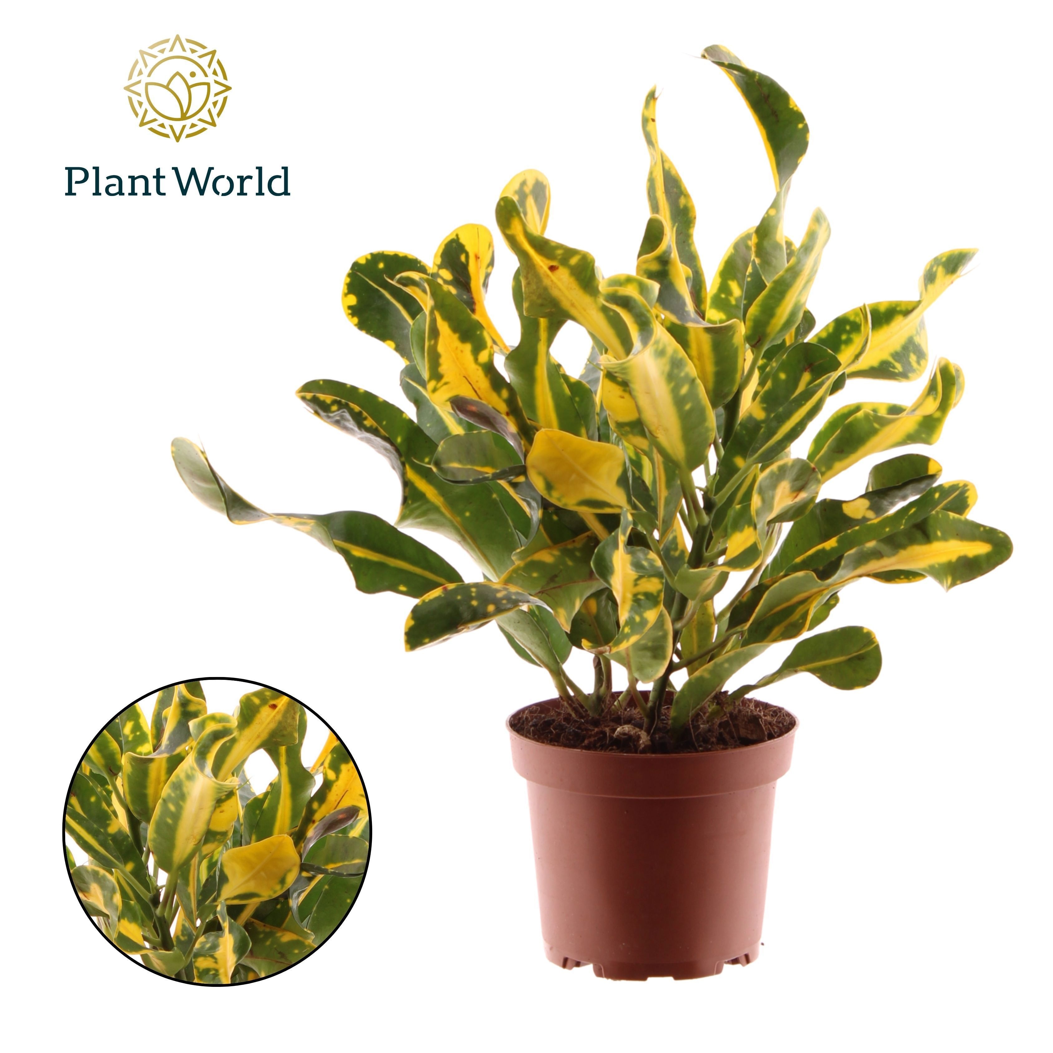 Croton Yellow Mammi 3pp kopstek, D 12