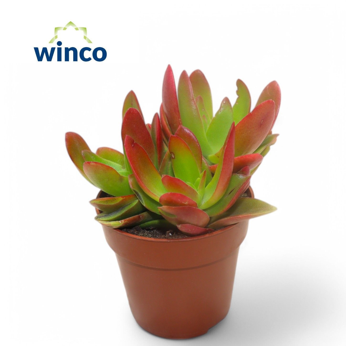 Crassula Capitella Campfire (red), D 8,5