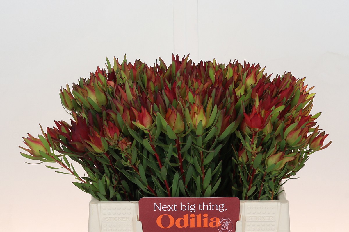 Леукадендрон Блаш 40 (красно-зел.), шт.