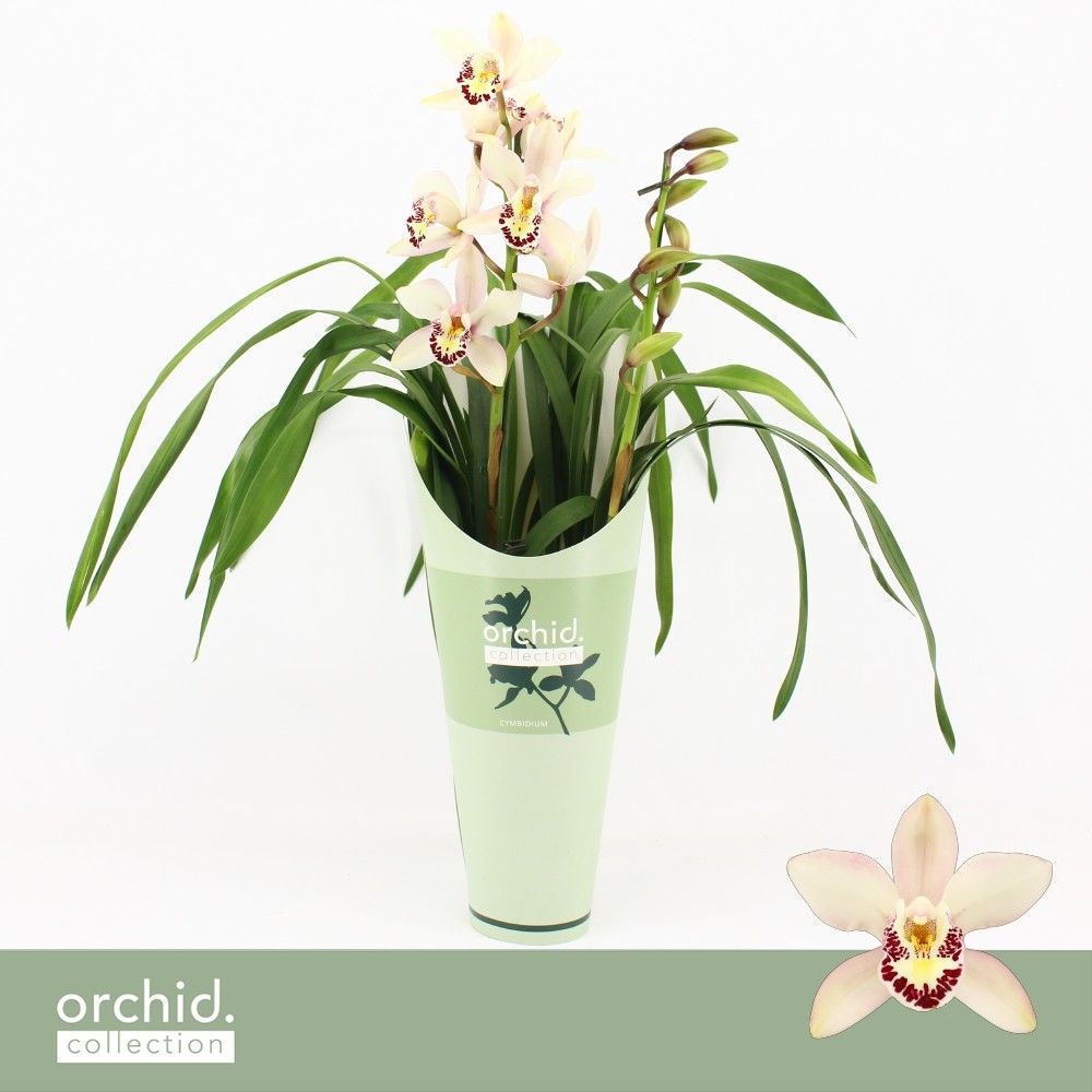 Cymbidium, Little Stef 2-spike 'Orchid Collection' Potcover, D 12 cm