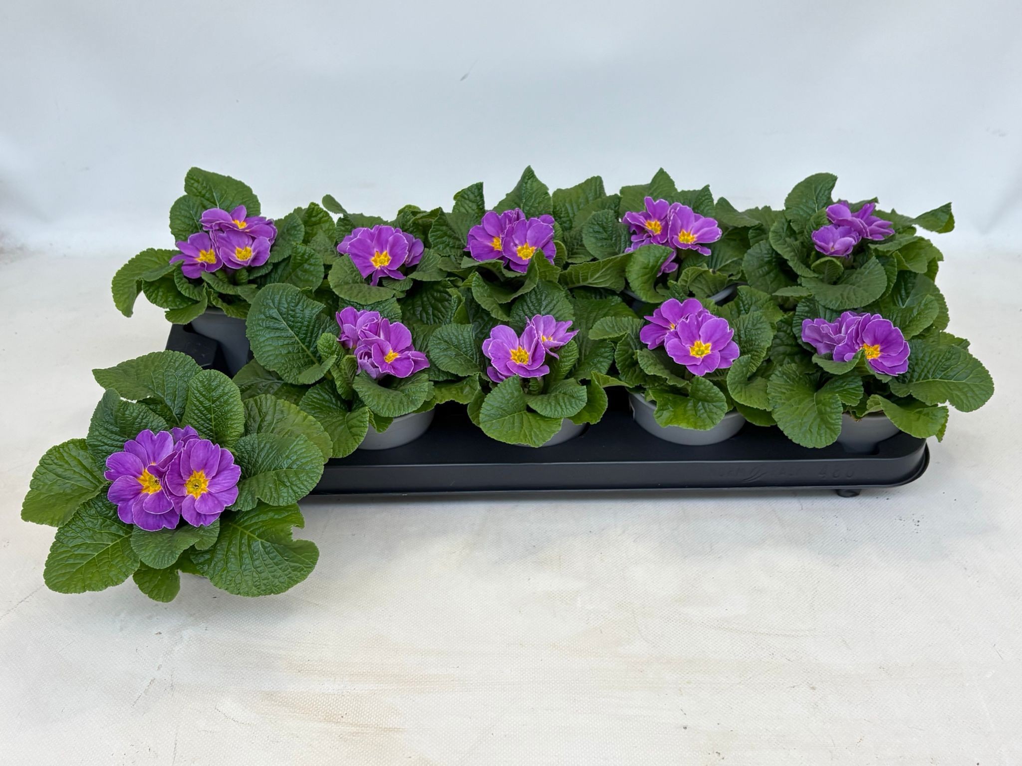 Primula Acaulis Lila, D 10,5