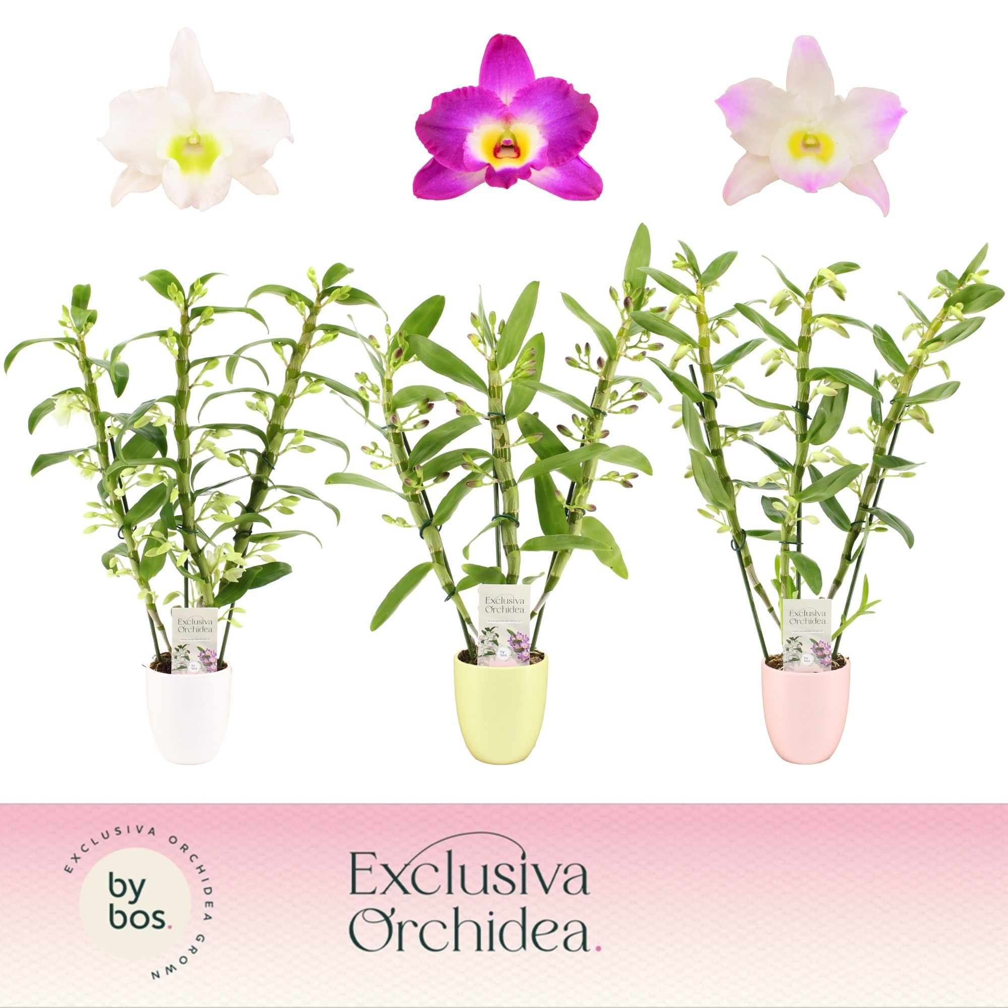 Dendrobium Nobilé, Mix 3-spike in Lotte 'Exclusiva Orchidea', D 12