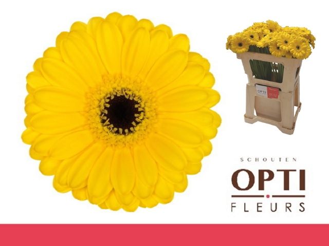 Гермини Пэкмэн, шт.