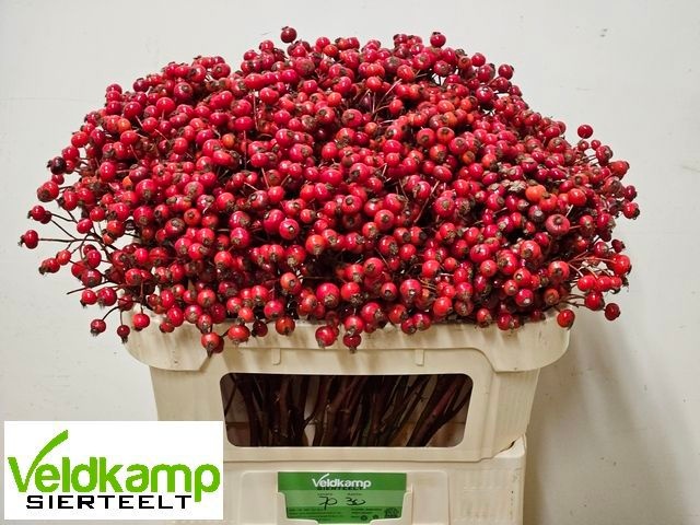 Рузботель Мэджикал Делайт 70, шт. Рузботель Мэджикал Делайт 70, шт.