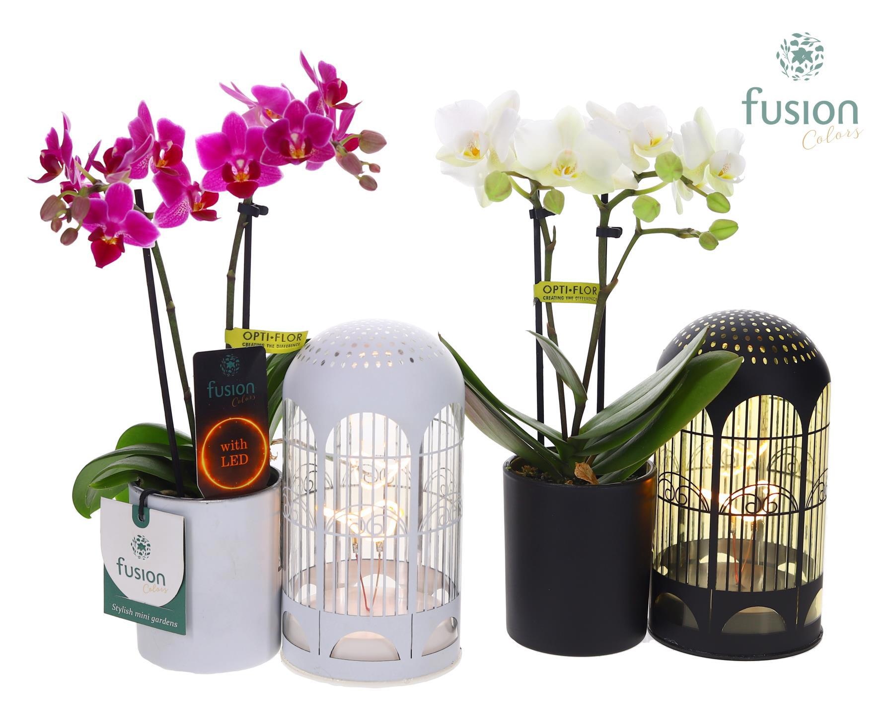 LED Lichtbal Vogels glazen planter met Phalaenopsis, D 17