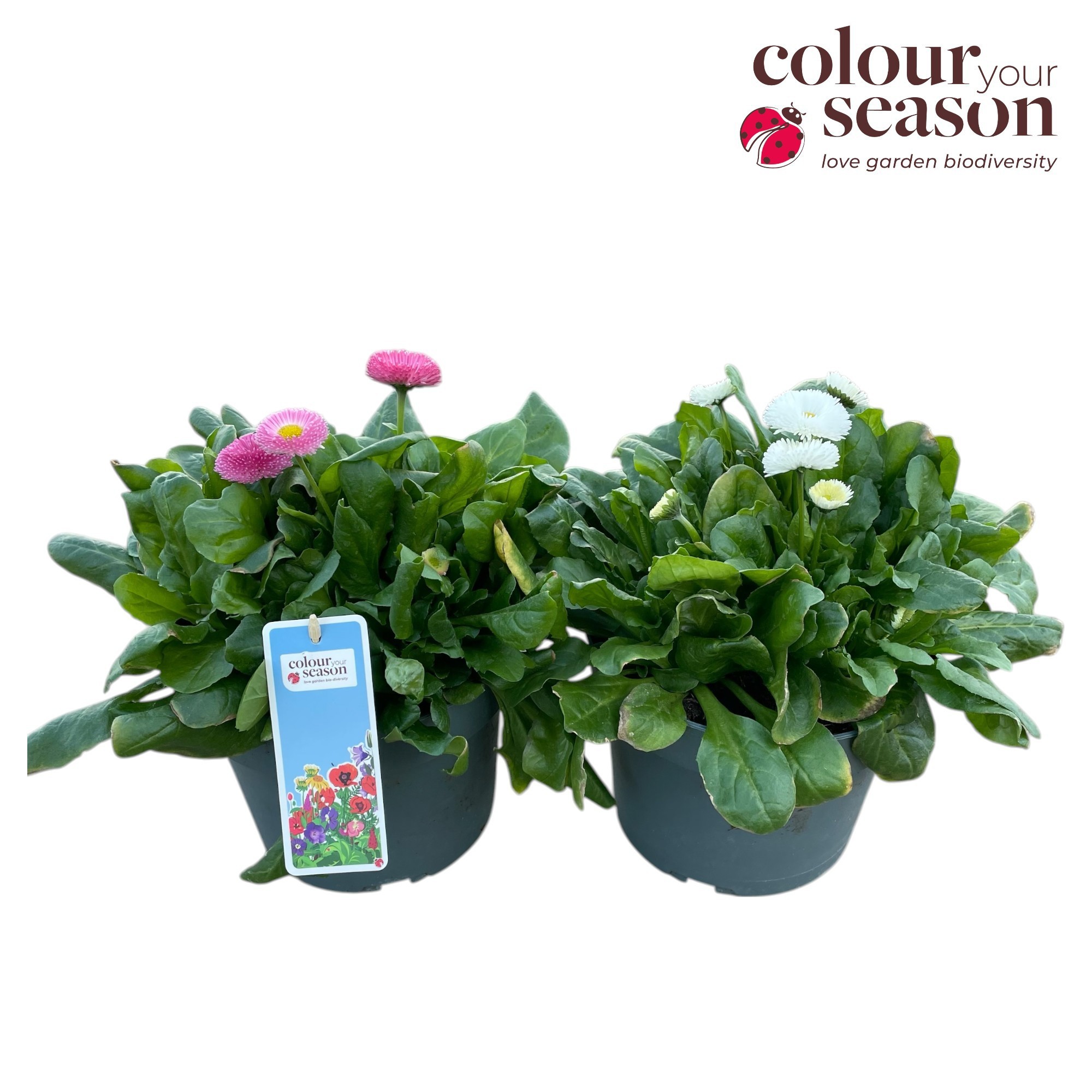 Bellis Tasso mix P19, D 19