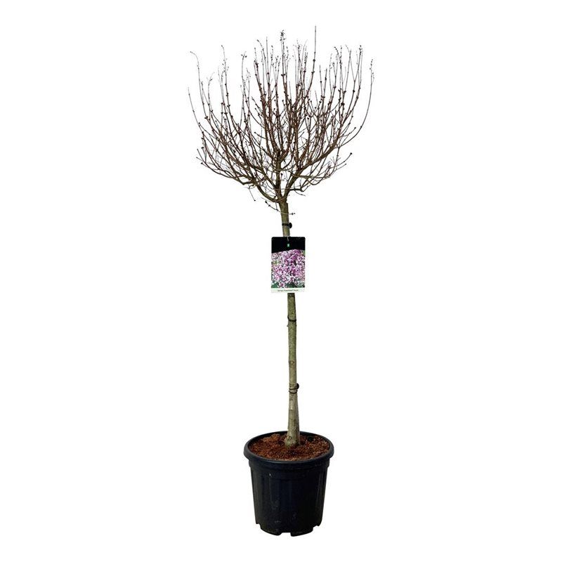 Syringa 'Flowerfesta' ® Purple, D 32 cm