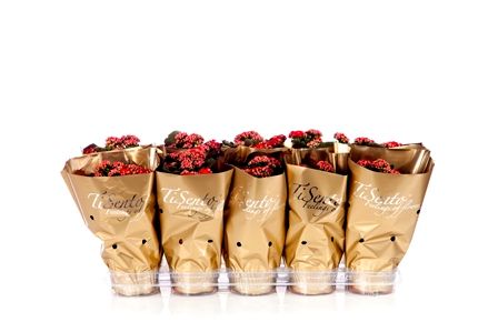 Calandiva 12 cm Rood in Goud, D 12