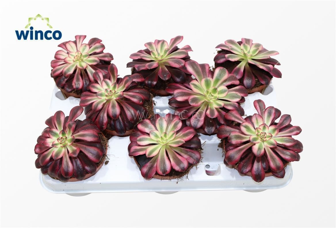 Aeonium Medusa, D 10,5