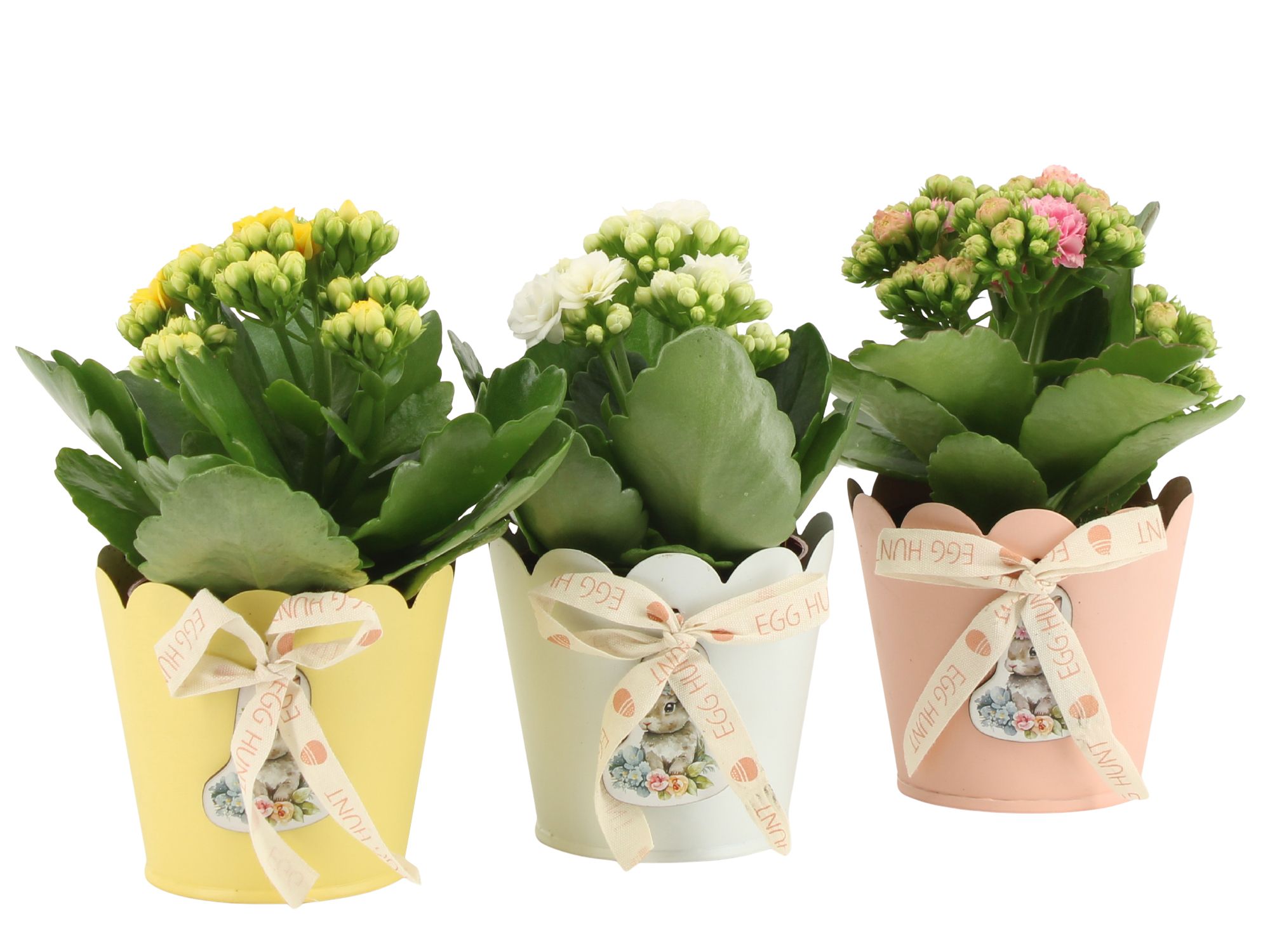 4501121: Solutionss Easter, D 7