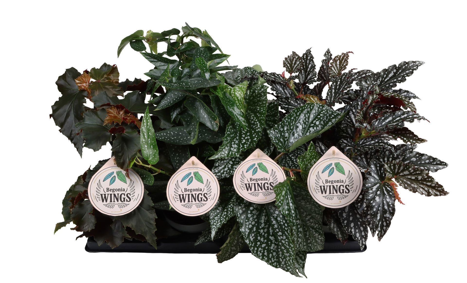 Begonia Wings Mix 12 cm, D 12