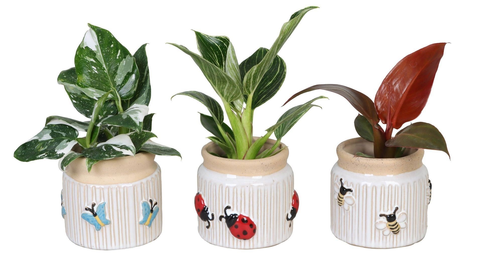 L 66632 with Philodendron Mix 6 cm, D 6