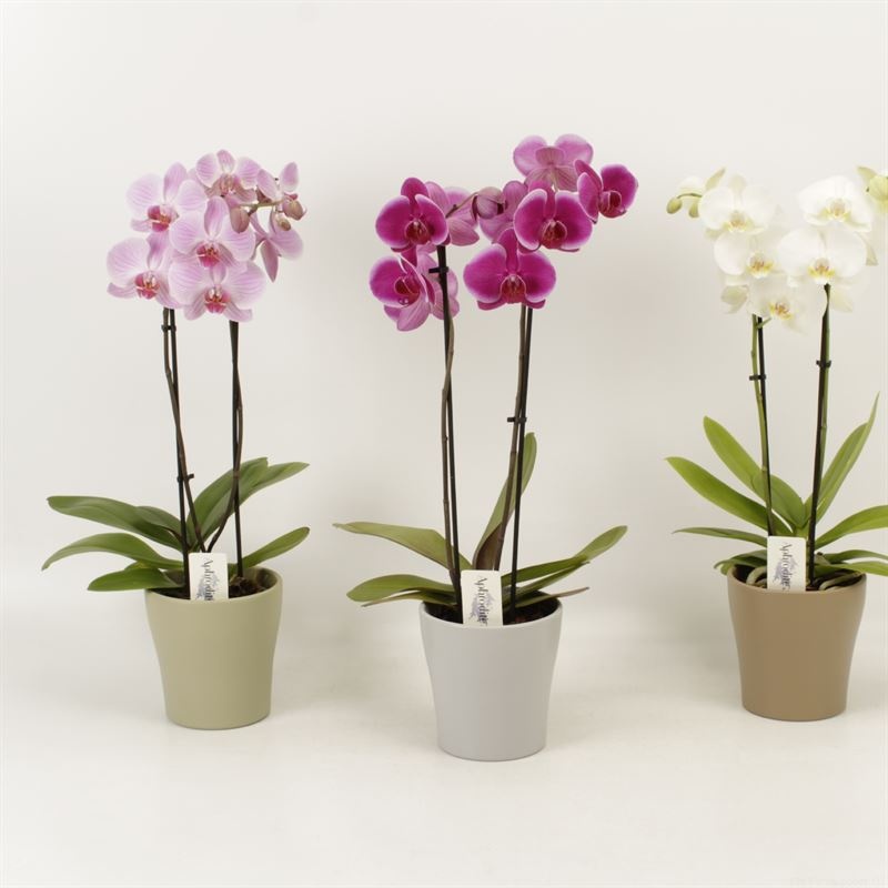 Phalaenopsis gemengd 2 tak gemengd shorty in Modern living keramiek, D 12 cm