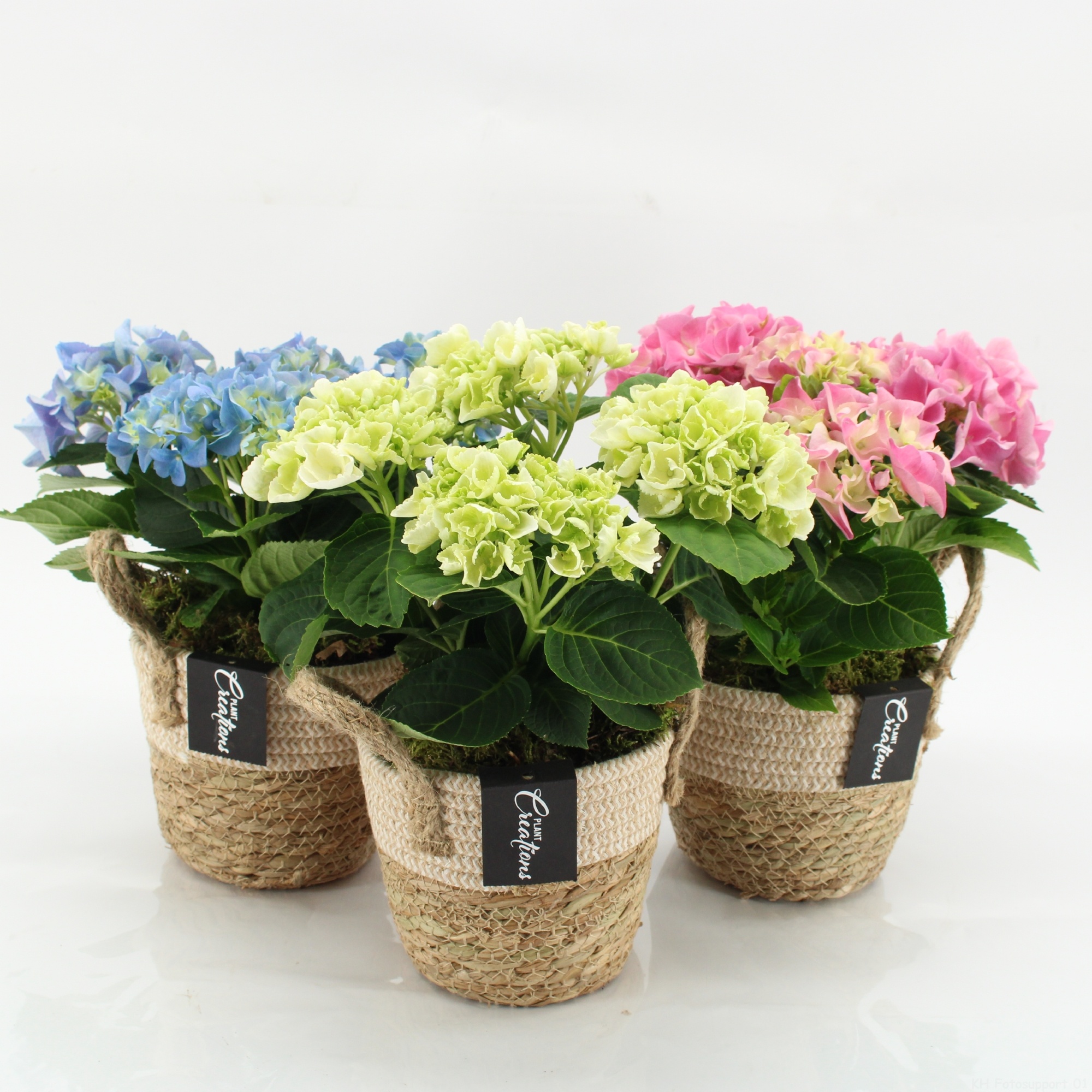 KHCR-2609M Hydrangea creations, D 14