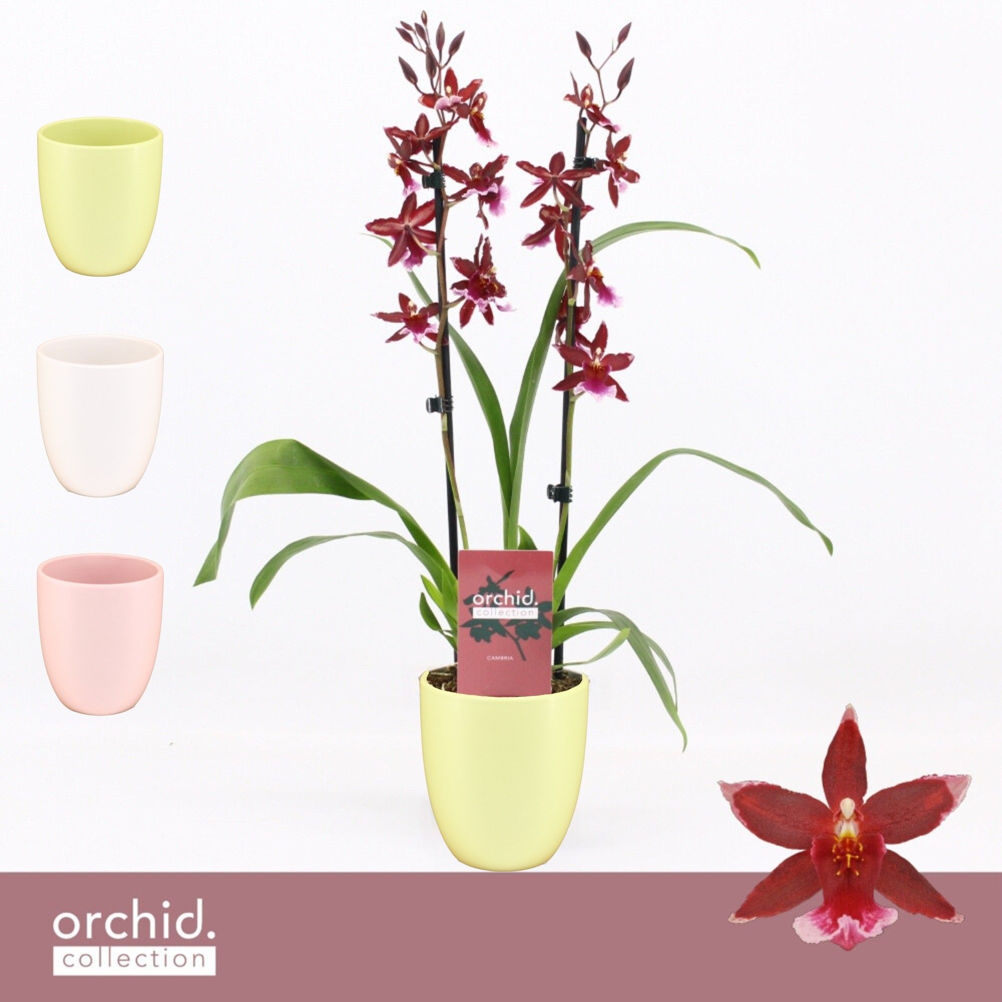 Barrocco Red, 2-spike in Lotte 'Orchid Collection', D 12
