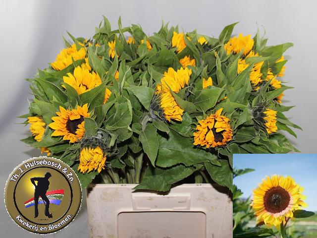 Гелиантус Санрич Оранж 60, шт.