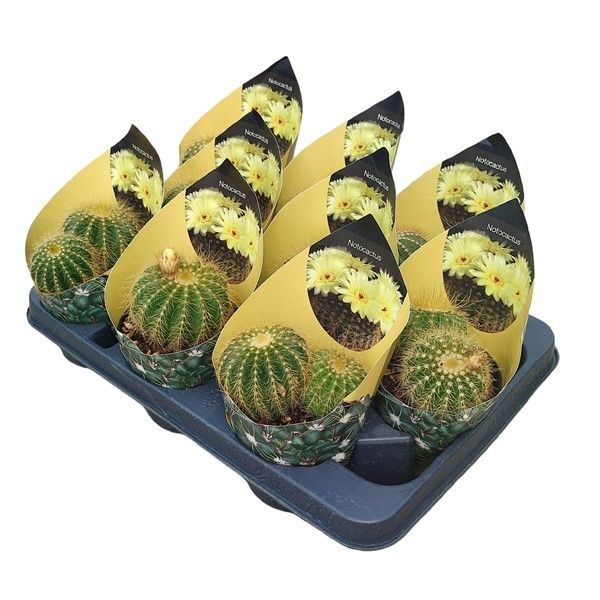 NOTOCACTUS MAGNIFICUS - POT Ø 10,5 WITH POTCOVER (CACTUS), D 10,5