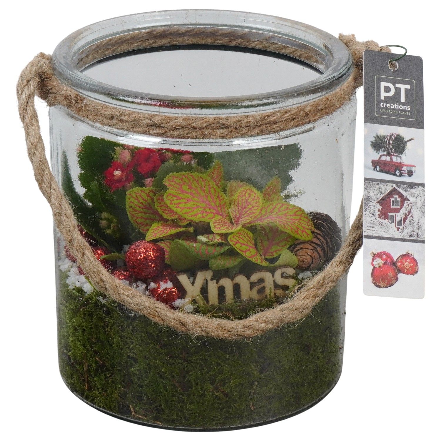 PTCHR7450 Arrangement Christmas Red in glazen pot, D 14 cm