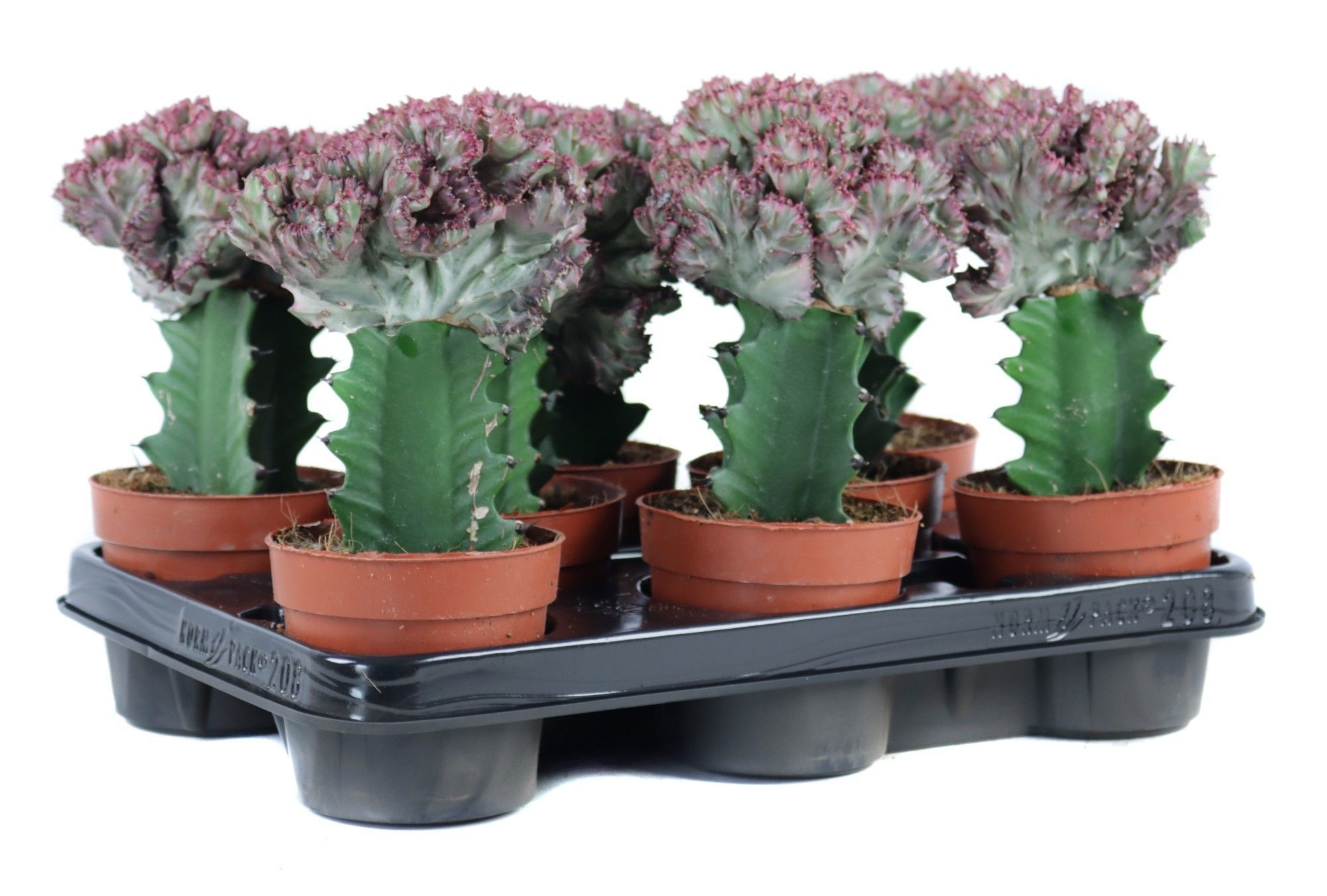 Euphorbia lactea cristata 10,5 cm, D 10,5