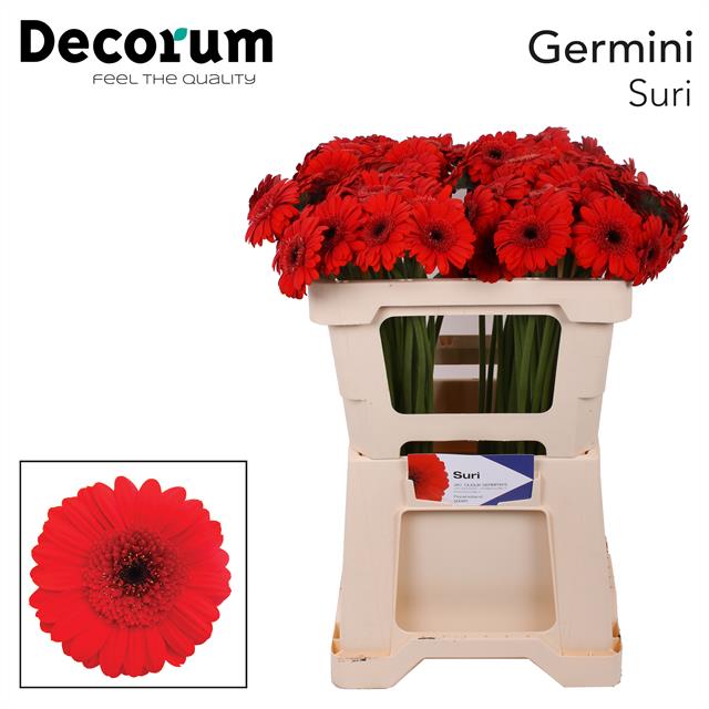 Гермини Сури, шт.