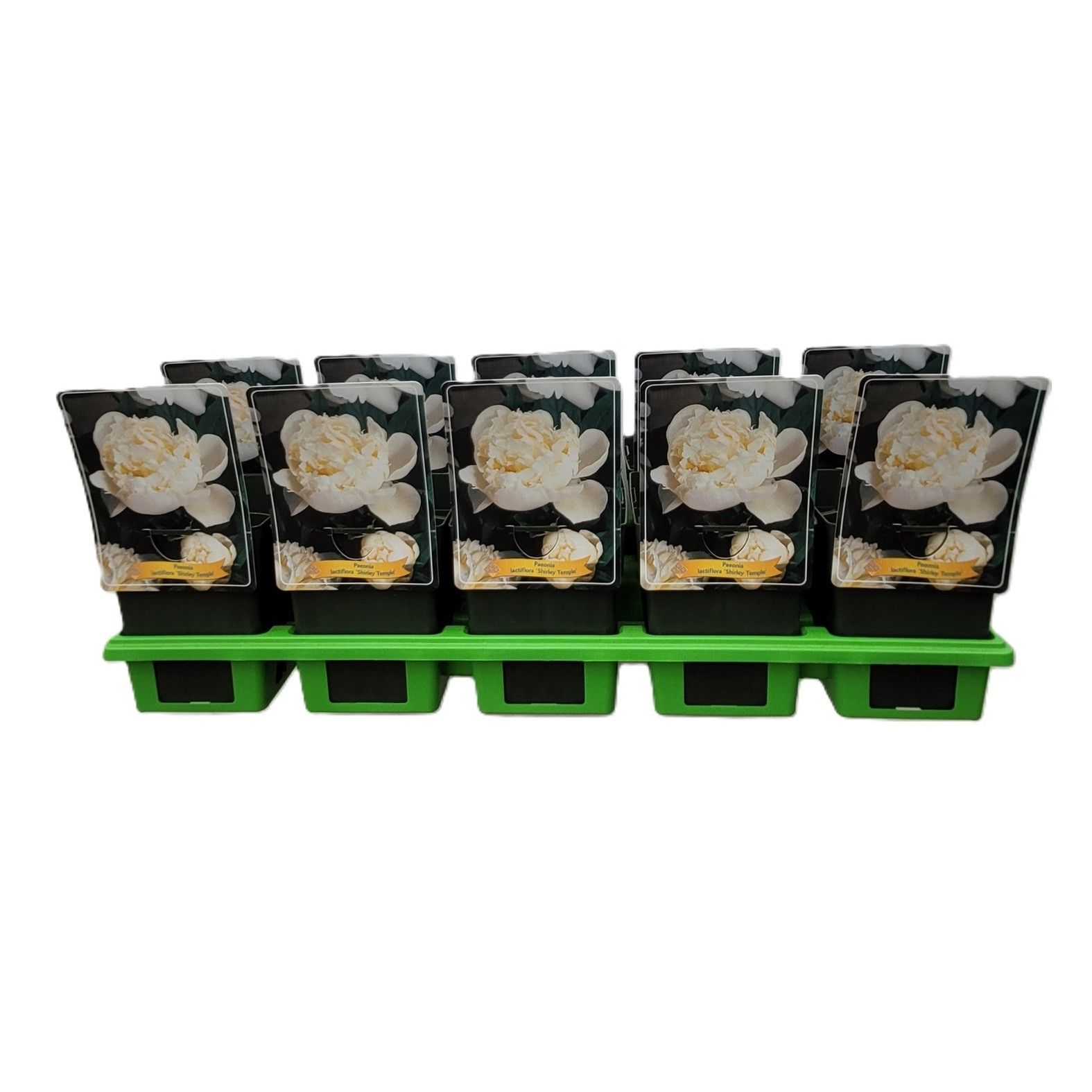 Paeonia Lactiflora 'Shirley Temple' P11, D 11