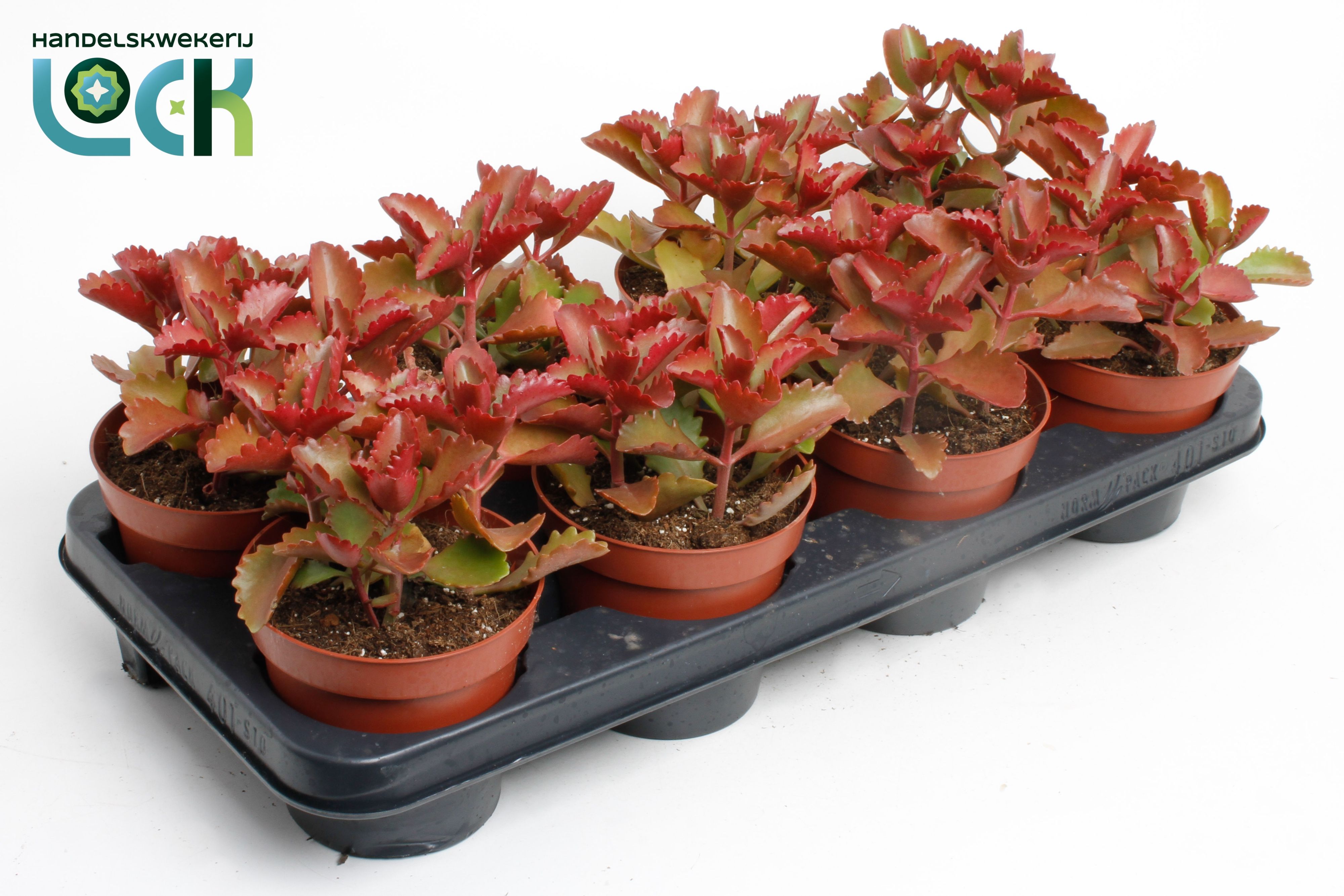 Kalanchoë Pinatum, D 12 cm