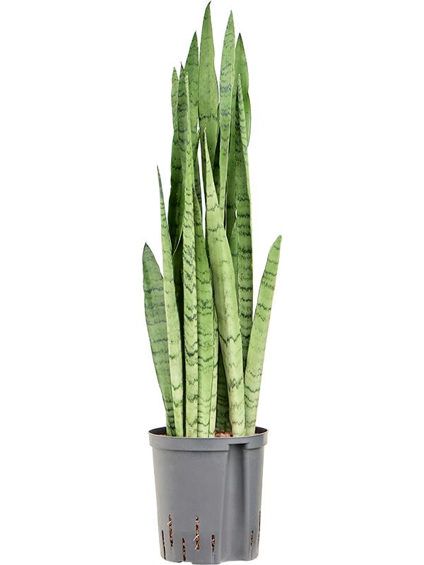 Sansevieria trifasciata 'Silver Mist', D 18