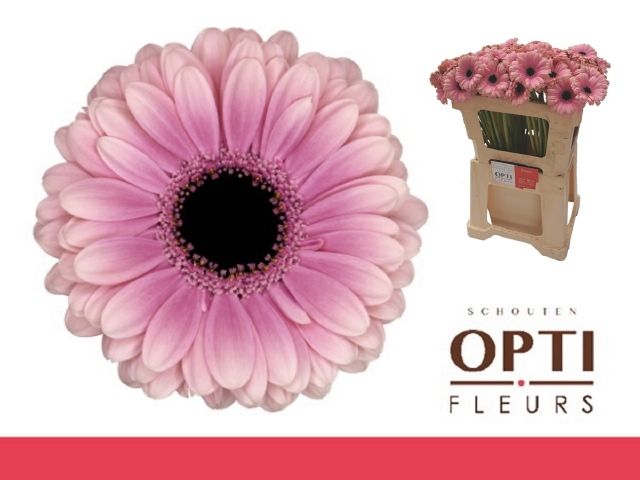 Гермини Эсми, шт.