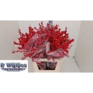 Илекс Красные ягоды 90, шт.