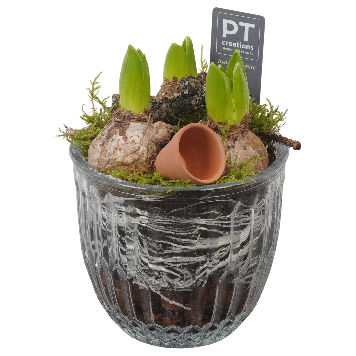 PTWH4040 Arrangement Winter Hyacint in glazen vaas, D 12