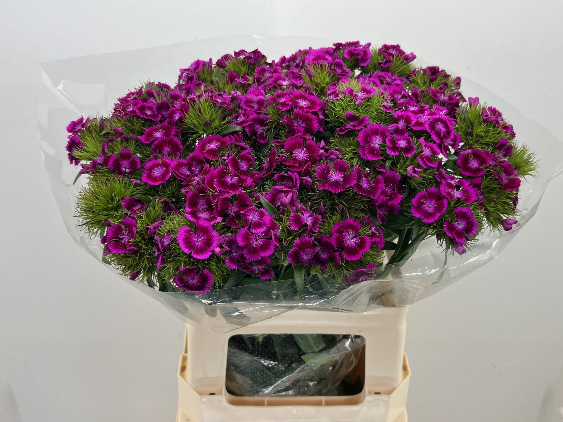 Диантус Барбатус Свит Вилл Маджента Биколор 60, шт.