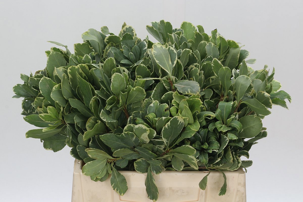 Питтоспорум Илан 40 (зелено-бел.), шт.